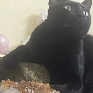 A Black Indie Cat Missing from Curlies Zululand Cottages, Anjuna