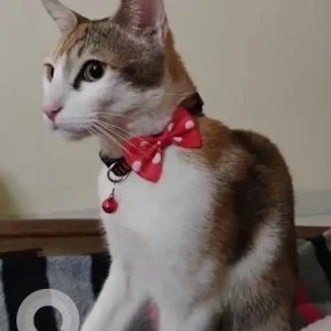 A White-Brown Mix Indie Cat Missing from Sector 47, Gurugram