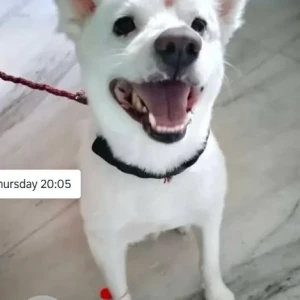 A White Pomeranian Dog Missing from Moula Ali, Vasanth Vihar colony-2