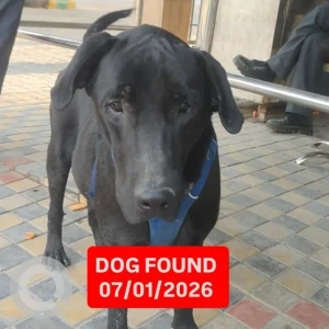 A Black Labrador Dog Found from Sector 93A