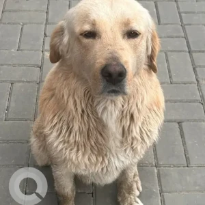 A Light Brown Lab Dog Found from Shantinagar Gate, Baneshwor