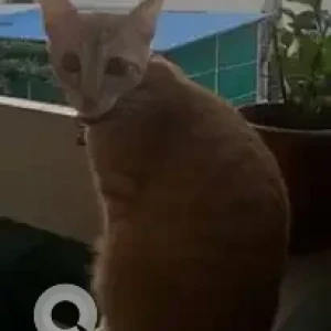 A White-Brown Mix Indie Cat Missing from 7th main, 7th cross, Bikasipura-2