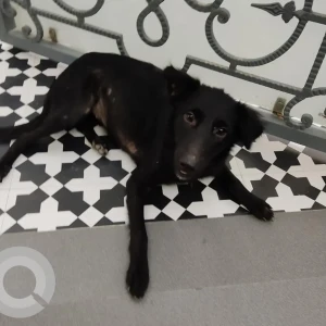 A Black Indie Dog Missing from F block, Palam Vihar