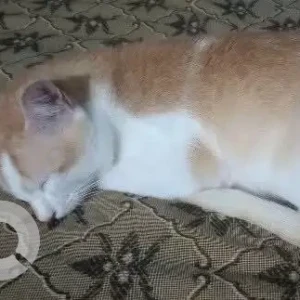 A White-Brown Mix Indie Cat Missing from Deorali Veterinary Clinic-2