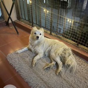 A White Pomeranian Dog Found from Wilson Garden, Bengaluru-2