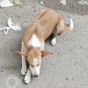 A White-Brown Mix Indie Dog Missing from Ramesh Market