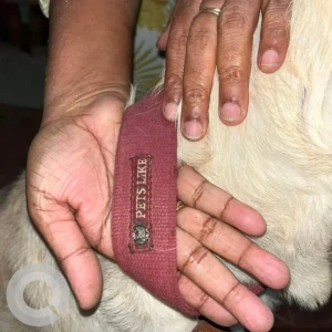 A White Labrador Dog Found from Kuvempunagar-3