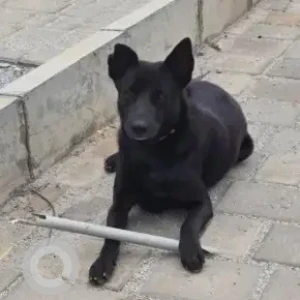 A Black Indie Dog Missing from Battarahalli, Bengaluru