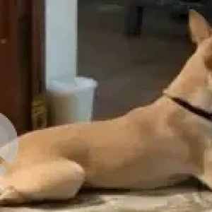 A Light Brown Indie Dog Missing from Devaraj Nagar, Sholinganallur-2