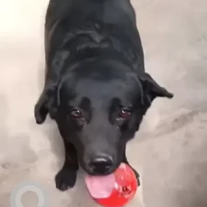 A Black Labrador Dog Missing from Balewadi Phata
