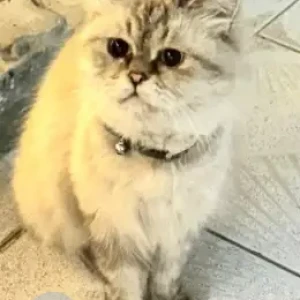 A White Persian Cat Found from equestrian club, kharama street