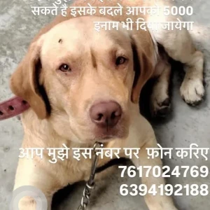 A White-Brown Mix Indie and Labrador cross Dog Missing from Bhelupur, Varanasi