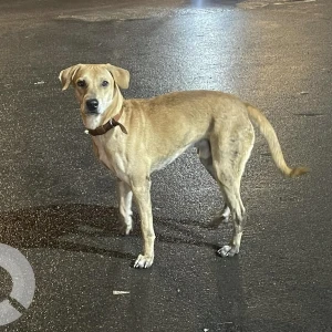 A White-Brown Mix Indie Dog Found from Parel, Mumbai