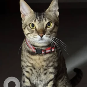 A Black and Brown Domestic Shorthair Cat Missing from Warsan 4 (near International city)-2