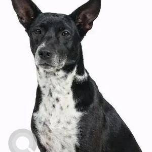 A Black and White Indie Dog Missing from Tobin Road-2