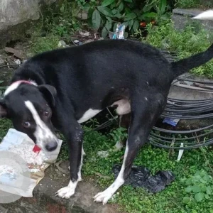A Black and White Indie Dog Found from Korattur, Chennai