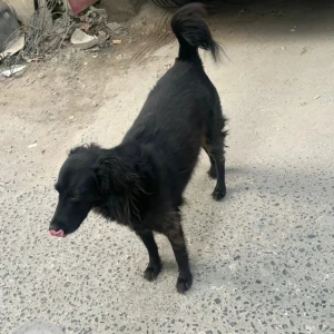 A Black Indie Dog Missing from Virender nagar-2