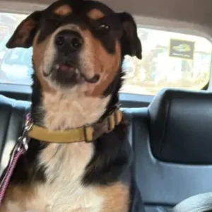 A Black Indie Dog Found from Vagator, Anjuna-3