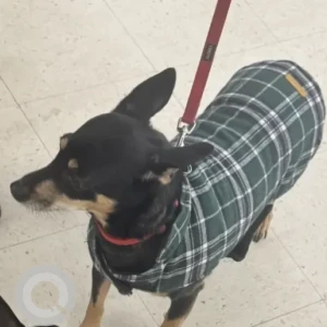 A Black and Brown Dashshund MinPin Mix Dog Missing from First Street & Traders Way Near PetSmart