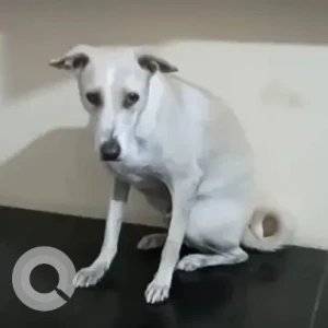 A White Indie Dog Missing from Subhash lane, Narayanpura