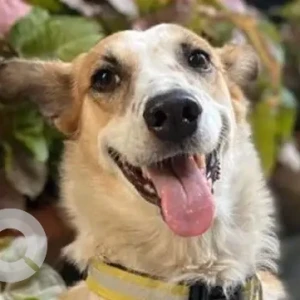 A White-Brown Mix Indie Dog Missing from Patel Chowk Metro Station