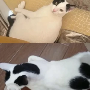 A Black and White Domestic Shorthair Cat Missing from Behind Alhamriya Park