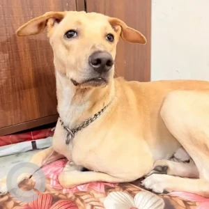 A White-Brown Mix Indie Dog Missing from Laxmi nagar, Nirman vihar, Shakarpur area