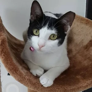 A Black and White Domestic Shorthair Cat Missing from Jebel Ali