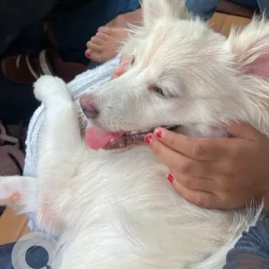 A White Pomeranian Mix Dog Found from Tihar, Bhaktapur-2