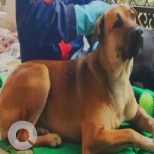 A Brown Indie Dog Missing from Sahibabad-2