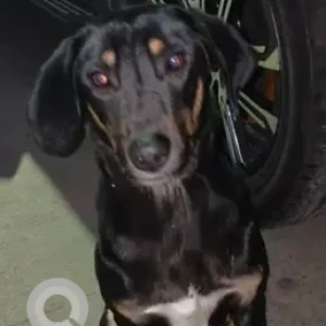 A Black and Brown Indie Dog Found from Sargodhya