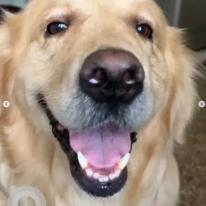 A White Golden Retriever Dog Missing from JP Nagar, Puttenahalli Circle