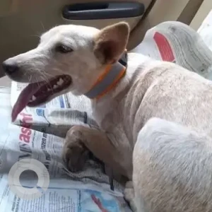 A White Indie Dog Missing from VGN Brent Park, Ambattur