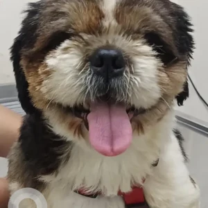 A Black and White Shih Tzu Dog Found from Jain college, Kanakpura