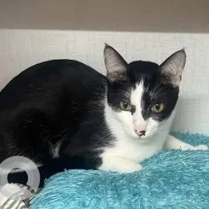 A Black and White Indie Cat Missing from Bengaluru