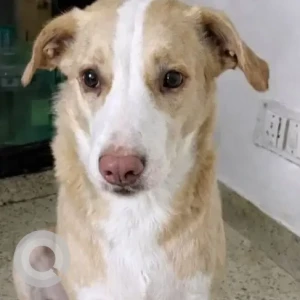 A White-Brown Mix Indie Dog Missing from Sector 12