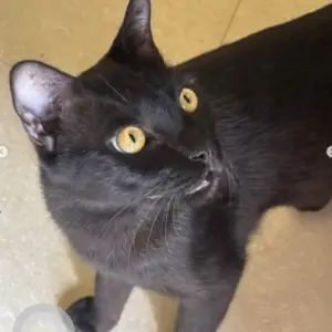 A Black Indie Cat Missing from Niva Medical Clinic, HSR Layout Sector 1-4