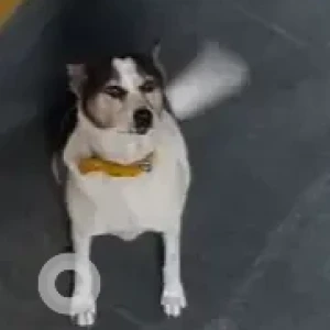 A Black and White Indie Dog Missing from Domlur/Indirangar-2