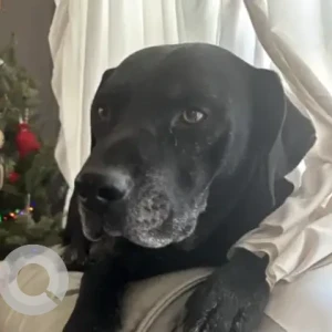 A Black Lab Boxer Mix Dog Missing from Near Robertson Elementary