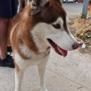 A White-Brown Mix Husky Dog Found from SR Nagar, Balkampet-2