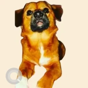 A White-Brown Mix Culture Pomeranian Dog Missing from Devkota Nagar, Guwahati
