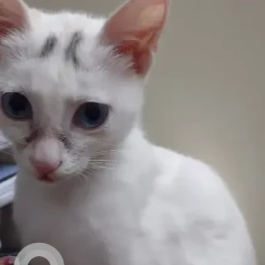 A White Indie Cat Missing from Brookefield, Kundalahalli-4