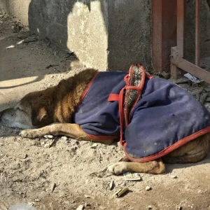 A White-Brown Mix Indie Dog Found from Asalatpur, Janakpuri