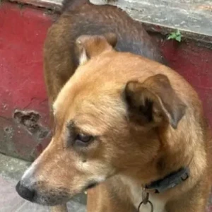 A White-Brown Mix Indie Dog Missing from New Delhi-2