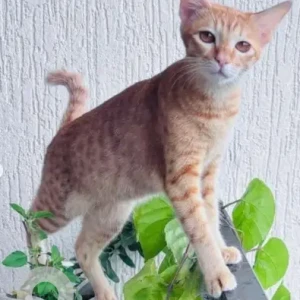 A White-Brown Mix Ginger cat Cat Missing from Rajarajeshwari Nagar, Bengaluru