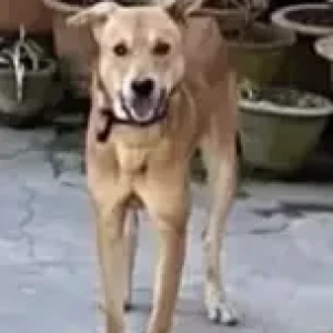 A White-Brown Mix Indie Dog Missing from Benson Town, Bengaluru