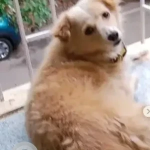 A White-Brown Mix Indian Spitz Dog Missing from HSR Layout, Bengaluru-2