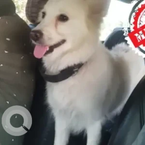 A White Pomeranian Dog Missing from Village Bijay Nagar, Balapara Supa