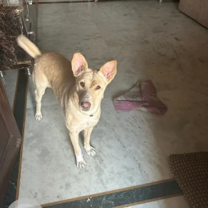 A White-Brown Mix Indie Dog Missing from New Delhi