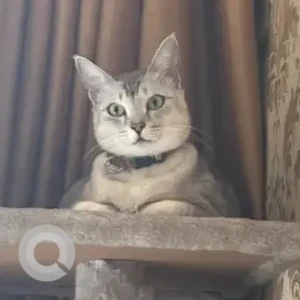 A Grey-White Mix Indie Cat Missing from Convent Road, Richmond Town-3